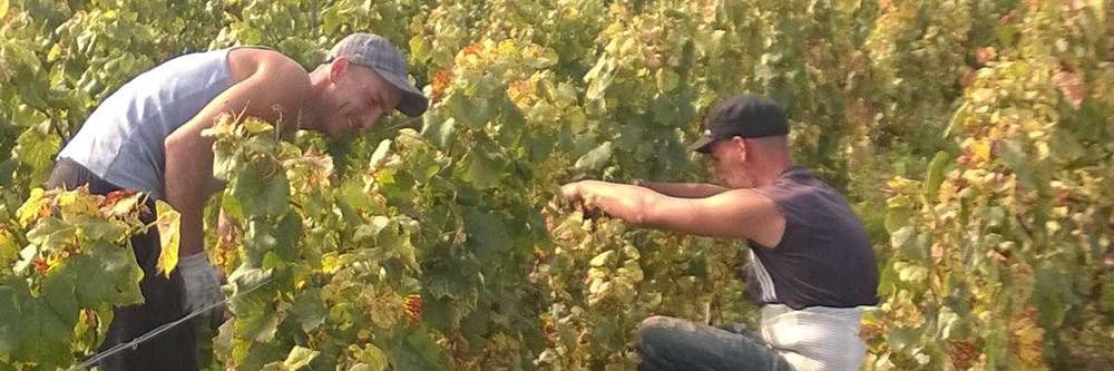 Prestations viticoles manuelles - Solu’Vignes, travaux viticole et service de vendange en Champagne