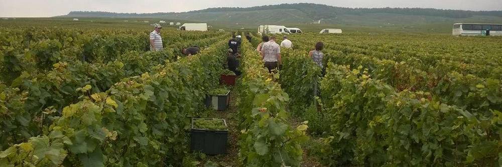 Service vendanges - Solu’Vignes, travaux viticole et service de vendange en Champagne