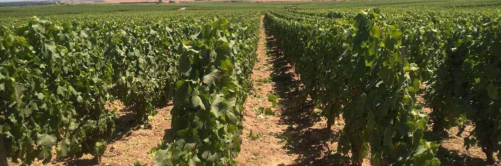 Prestations viticoles à l'heure - Solu’Vignes, travaux viticole et service de vendange en Champagne