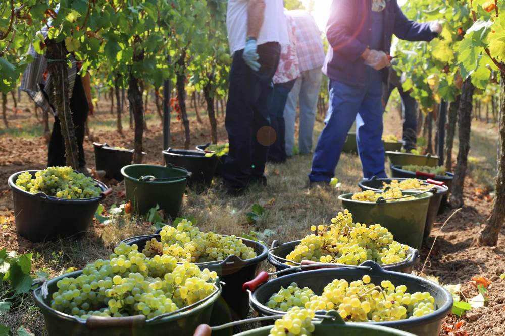 Service vendanges - Solu’Vignes, travaux viticole et service de vendange en Champagne