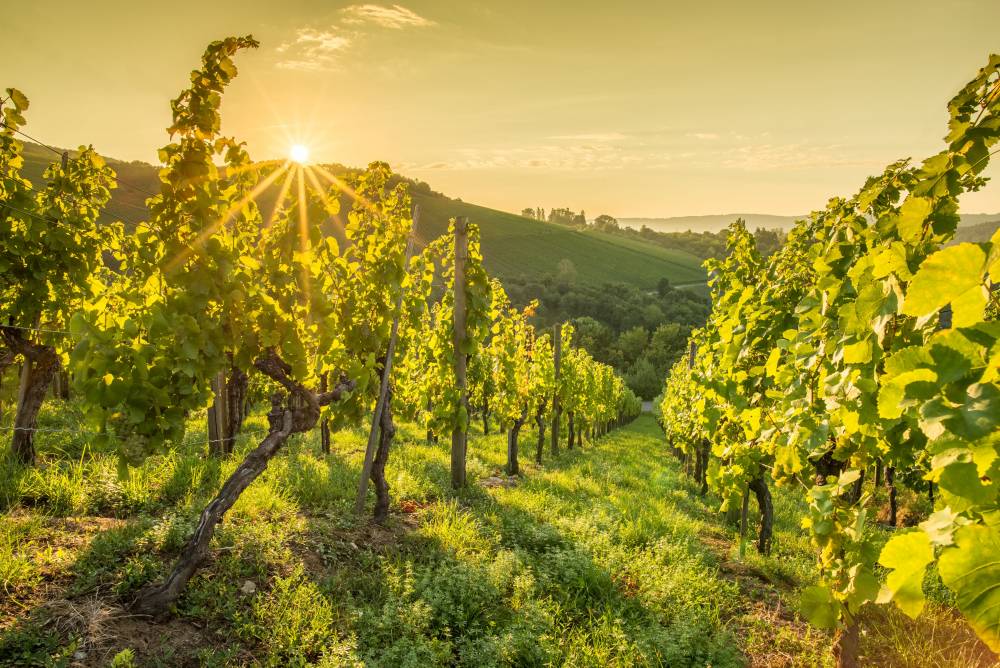 Prestations viticoles à l'heure - Solu’Vignes, travaux viticole et service de vendange en Champagne