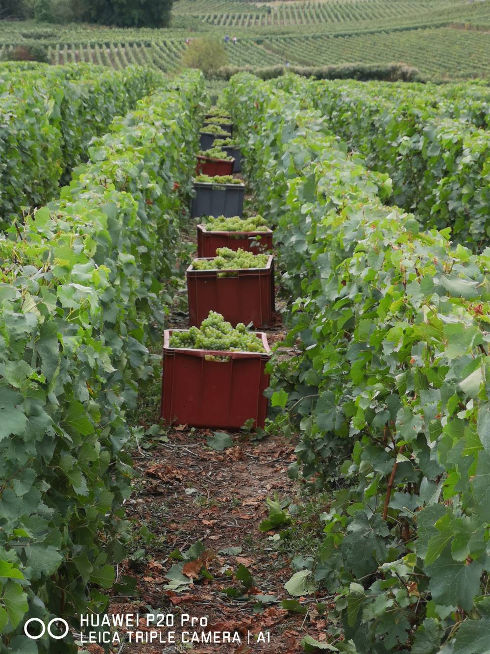 vignes10.jpg